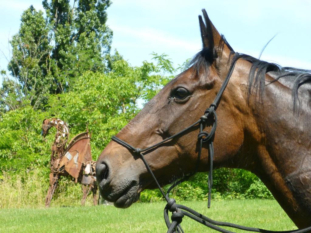 Ancien Haras De La Tour Bed & Breakfast Lamothe-Landerron Екстериор снимка